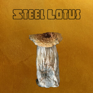Steel Lotus | Albino Penis Envy X Steel Magnolia