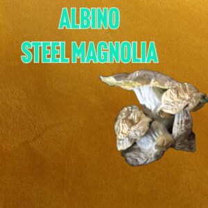 Albino Steel Magnolia