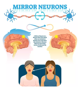 Mirror neurons are also known as 'monkey see, monkey do' cells.